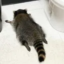 the_raccooner_old