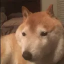 _thejj