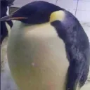 smartpenguin5565