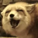 zncfl