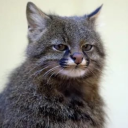 avatar 𝓣𝓱𝓮  𝓡𝓪𝓻𝓮  𝓓𝓻𝓸𝓓𝓻𝓸