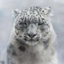 avatar 𝓣𝓱𝓮  𝓡𝓪𝓻𝓮  𝓓𝓻𝓸𝓓𝓻𝓸