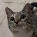 crmu