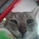 carajito2