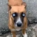 talysonmon