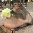 gitmonke