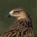 thebrokeneagle