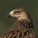 thebrokeneagle