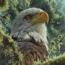 https://cdn.discordapp.com/avatars/587563779974496266/b4241c9d61532ef2cc0235813962fb9c.jpg?size=128