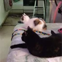 moontuft