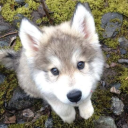 avatar savsavsavasvasvsv