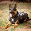 thork9_39
