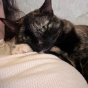 avatar frankie  ‧₊°𐐪♡𐑂°‧₊