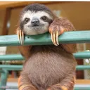 sloth6047
