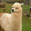 llamadoge