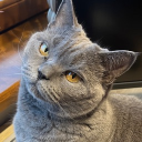 Discord Avatar