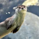 otter0000