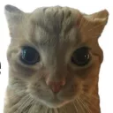 jasayajoh