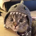 Bobthecatttt