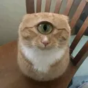 kotuh