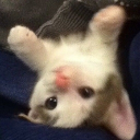 avatar 𝑺𝒂𝒍𝒗𝒂𝒕𝒐𝒓𝒆