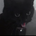 screamingblackcat