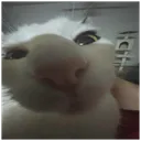 _ann4