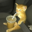 avatar Alexalbonfan23