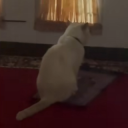 avatar ꈤꍏꀘ3ꀸꌃꍏꈤꍏꈤꍏ