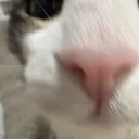 peachiesophie