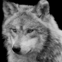 silverwolf7462