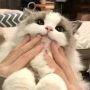 itsopest