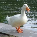 duckytime4004