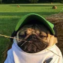 mops_horse