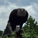 second2falcon