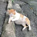 uwu.dreams