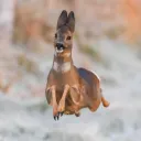 lucky_way_owo