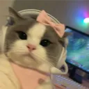 pastelcran