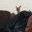 gremlin1029