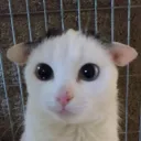 n3kogoober