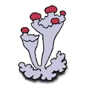 lichensociety