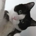 mynxijynxi