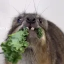 viroidu