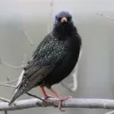 idkwhattoputheree