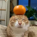 somne_e