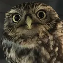 owl6799