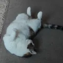becci_cat05