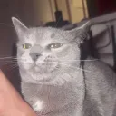 cyberghxst