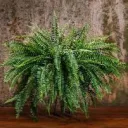 omegacanfora