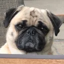 thatmilesguy